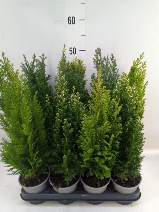 <h4>Conifers   ...mix</h4>