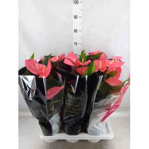 Anthurium andr. 'Maine'