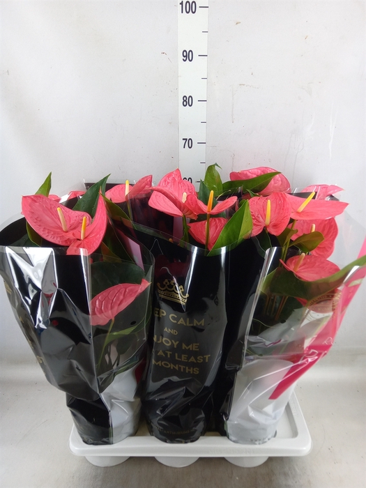 <h4>Anthurium andr. 'Maine'</h4>