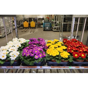 arr8 Prim Ac Mixk 1 Kleur Per Tray