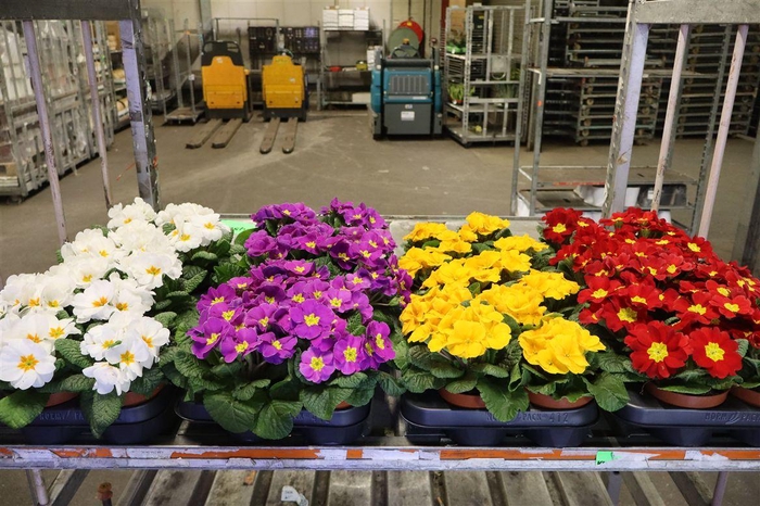 <h4>arr8 Prim Ac Mixk 1 Kleur Per Tray</h4>