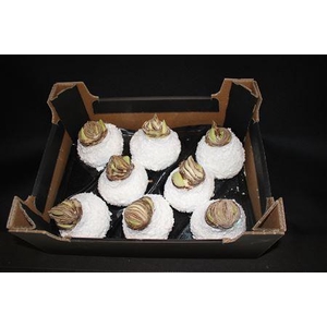 Amaryllis Wit Sneeuw Glitt