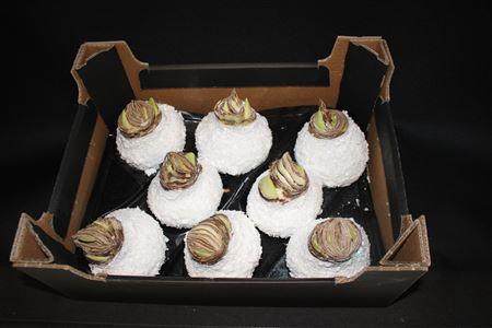 <h4>Amaryllis Wit Sneeuw Glitt</h4>