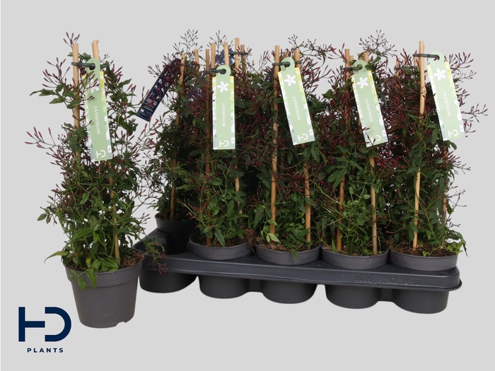 <h4>JASM POLYANTHUM WIT</h4>