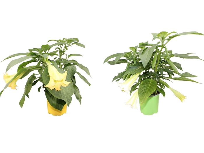 <h4>Brugmansia</h4>