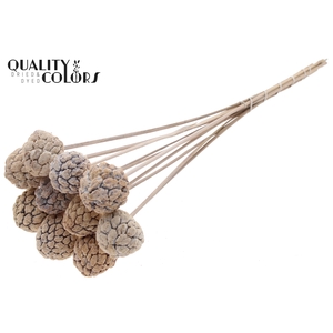 Atta Fruit on stem Bleached Frosted White