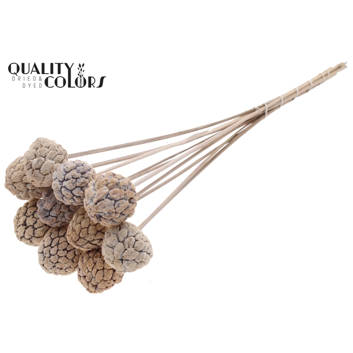 <h4>Atta Fruit on stem Bleached Frosted White</h4>