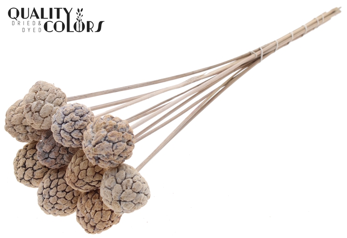 Atta Fruit on stem Bleached Frosted White