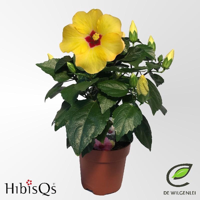 Hibiscus Overig geel HibisQs, Adonicus Yellow