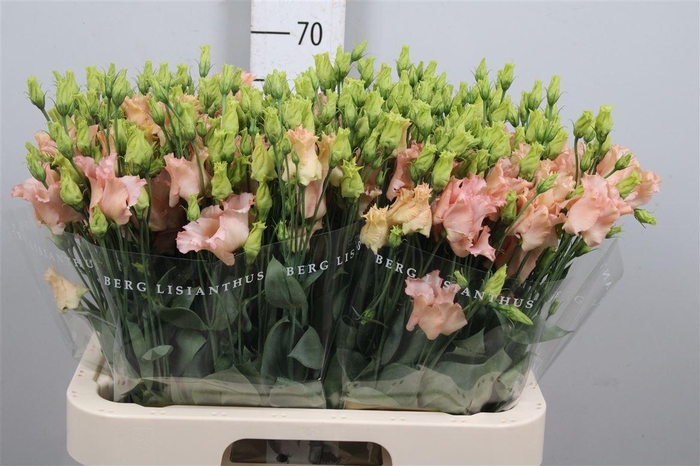 <h4>Eus E Falda Apricot</h4>