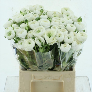 Ran Su Firenze Extra