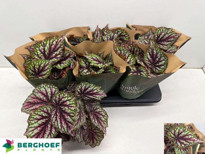 <h4>BEG RAINBOW FALLS</h4>