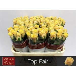 R Gr Top Fair!