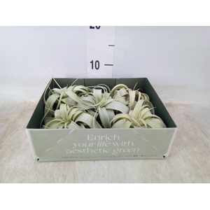 Tillandsia xerographica