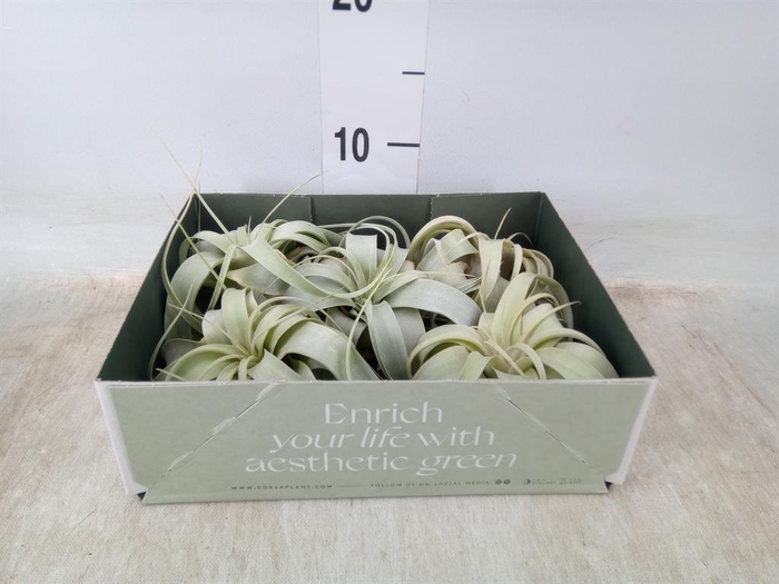 <h4>Tillandsia xerographica</h4>