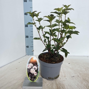 Physocarpus opulifolius