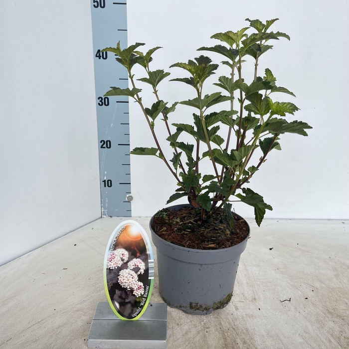 <h4>Physocarpus opulifolius</h4>