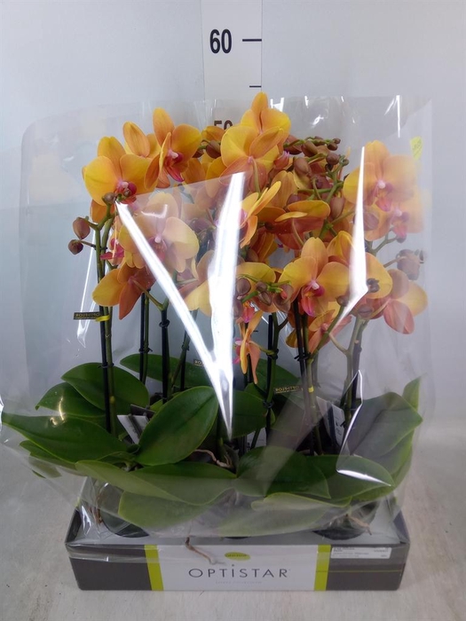 <h4>Phalaenopsis ...orange</h4>