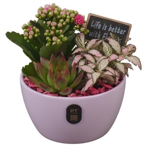 PTIB5131 Arrangementen kamerplanten