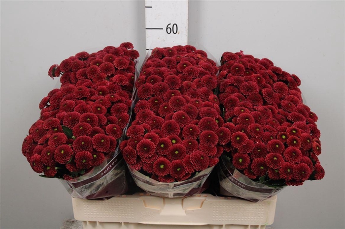 <h4>Chr S Aaa Purpet Red</h4>