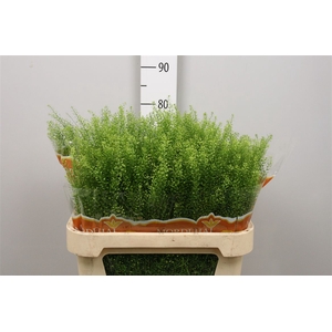 Lep Ru Green Bell