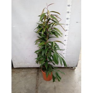 Ficus binn. 'Amstel King'