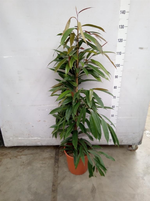 <h4>Ficus binn. 'Amstel King'</h4>