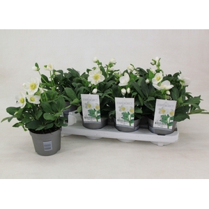 Helleborus niger 'Mont Blanc' - large