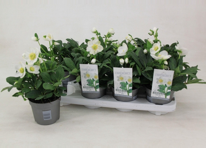 <h4>Helleborus niger 'Mont Blanc' - large</h4>