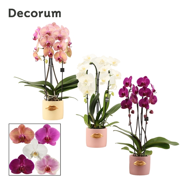 <h4>Phalaenopsis cascade 2 tak mix in Lovely (Luxury World-collectio</h4>