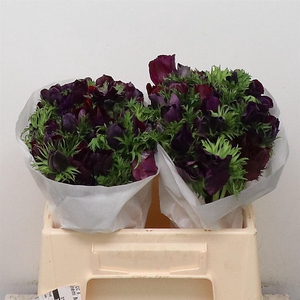 Anem Mistral Bordeaux Super