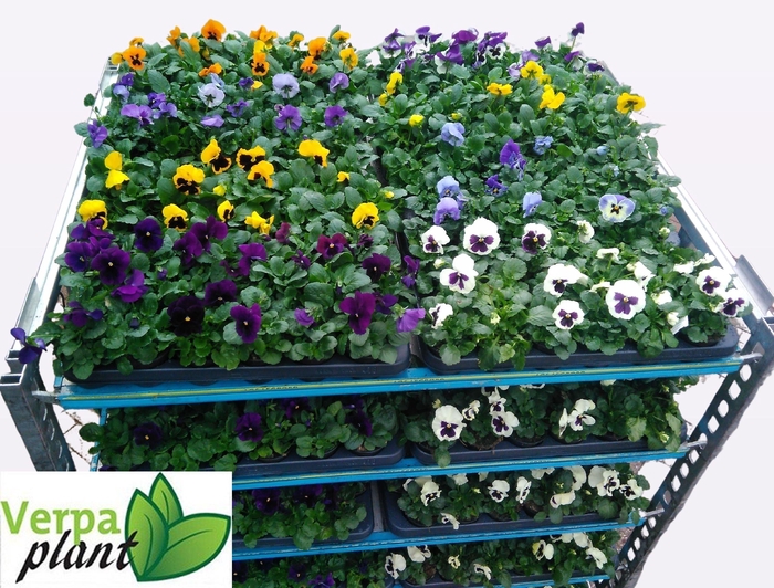 <h4>VIO WI DELTA MIXK</h4>