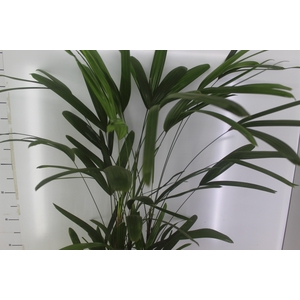 PALMEIRA RAPHIS P24