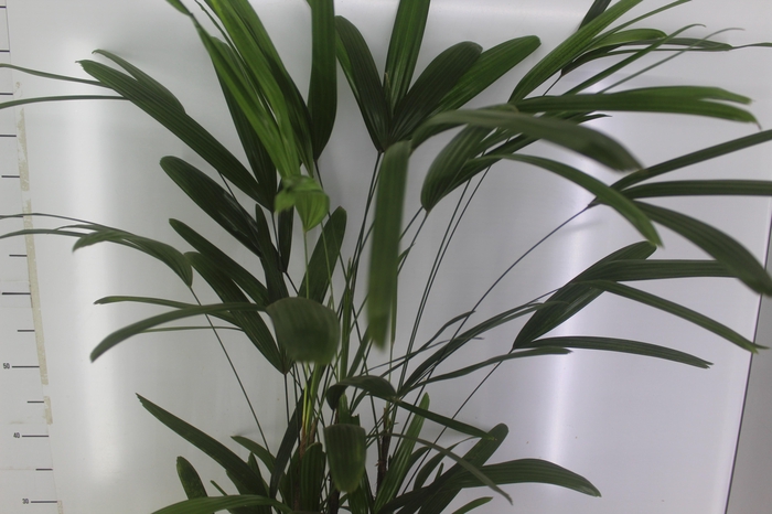 <h4>PALMEIRA RAPHIS P24</h4>