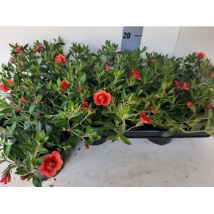 CALIB MINIF D NOSTAL