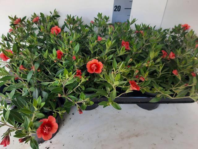 <h4>CALIB MINIF D NOSTAL</h4>