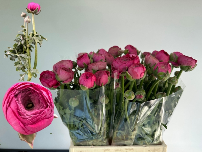 <h4>RAN AAZUR DEEP ROSE</h4>