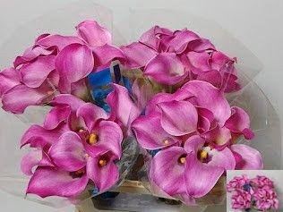 <h4>ZANT FANTASIA</h4>