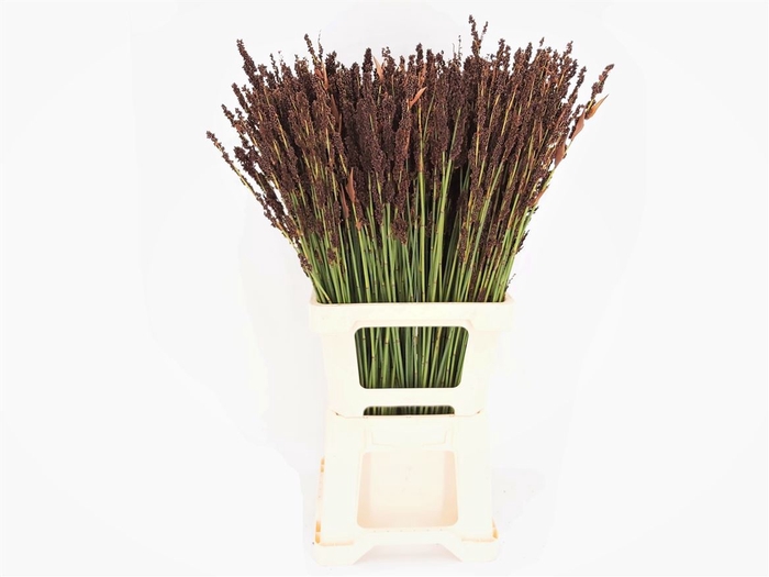 Black Mountain Grass