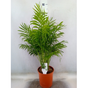 Chamaedorea elegans