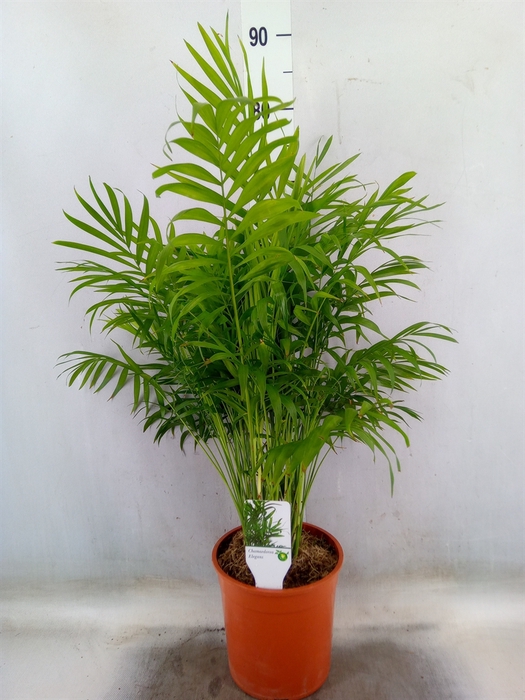<h4>Chamaedorea elegans</h4>