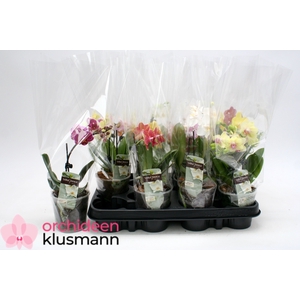 PHAL GEM