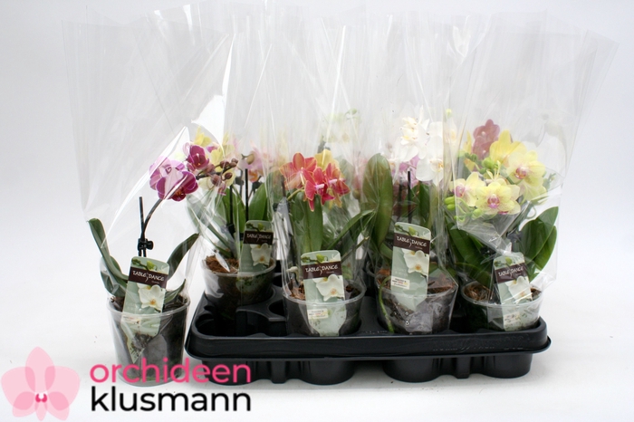 <h4>PHAL GEM</h4>