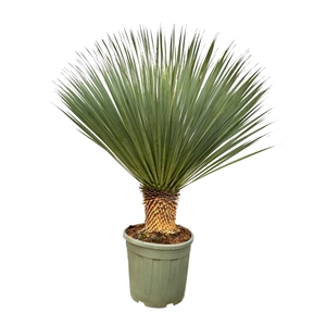 Yucca rostrata