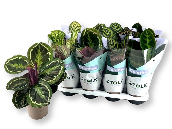 <h4>CALAT GEM 4 SRT</h4>