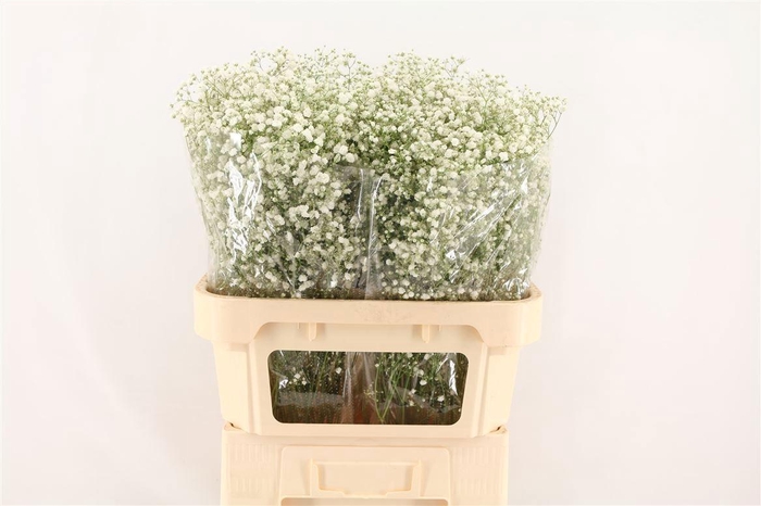 <h4>GYPS GYPSO QUEEN</h4>