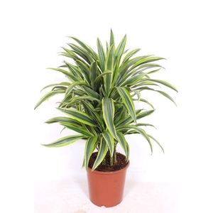 Dracaena Lemon Lime