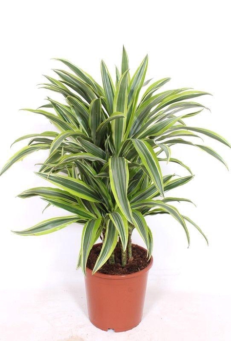 <h4>Dracaena Lemon Lime</h4>