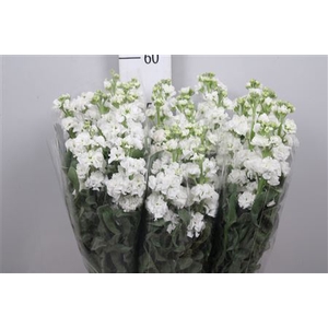 Matth Iron White