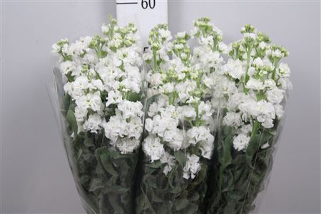 <h4>Matth Iron White</h4>